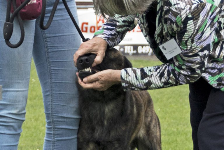 nhc, keuring, nest, nestendag, hollandse herder, dutch shepherd, show, keuring